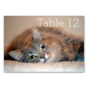 Numeração De Mesa Cat Russo Azul de Cabelo Longo por Shirley Taylor