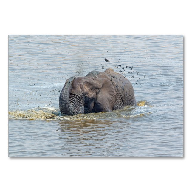 Numeração De Mesa Elefante-balneário (Verso)