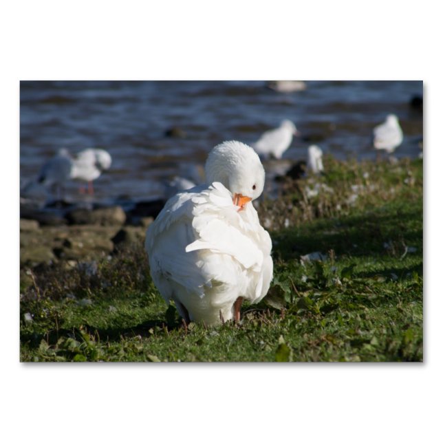 Numeração De Mesa Embden Goose (Frente)