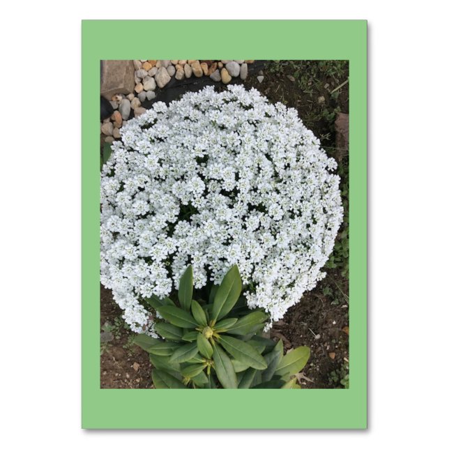 Numeração De Mesa Flores de Candytuft - Placas de Sinalização Person (Frente)
