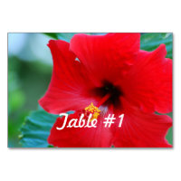 Flores de Hibiscus