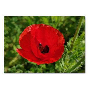 Numeração De Mesa Flores de papoila-vermelha floral natureza floral