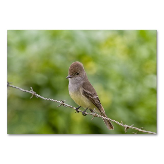 Numeração De Mesa Flycatcher (Verso)