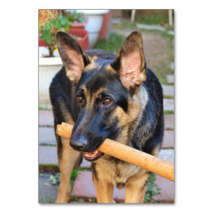 Numeração De Mesa German shepherd por Shirley Taylor