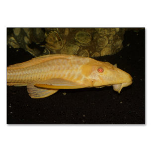 Numeração De Mesa Gibbiceps