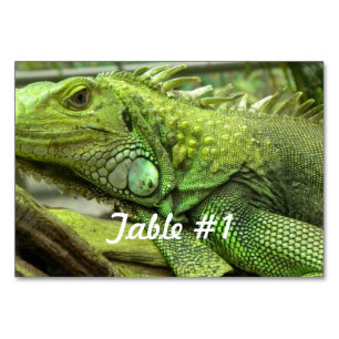 Numeração De Mesa Iguanas e Lagartos