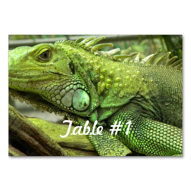 Numeração De Mesa Iguanas e Lagartos (Frente)