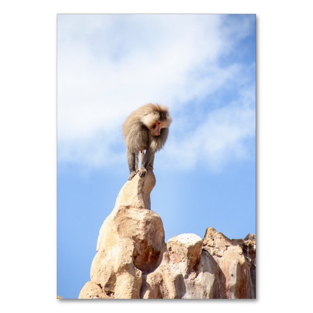 Numeração De Mesa Macaco babuíno no topo de uma montanha (Frente)