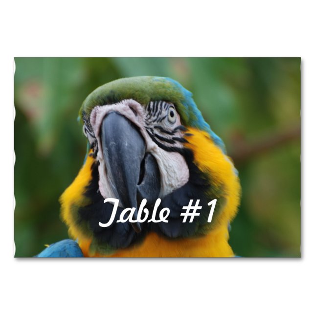 Numeração De Mesa Macaw azul e Dourado (Frente)