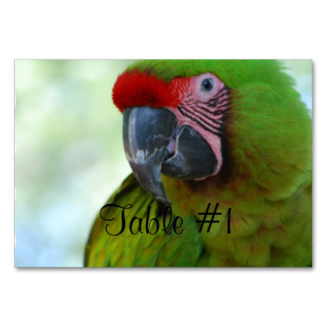 Numeração De Mesa Macaws (Frente)