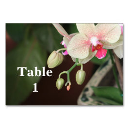 Numeração De Mesa Orquídeas