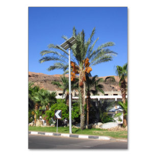 Numeração De Mesa Palmeiras do Egito