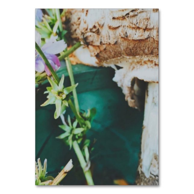 Numeração De Mesa Parasol mushroom, Swedish Archipelago, Sweden (Frente)