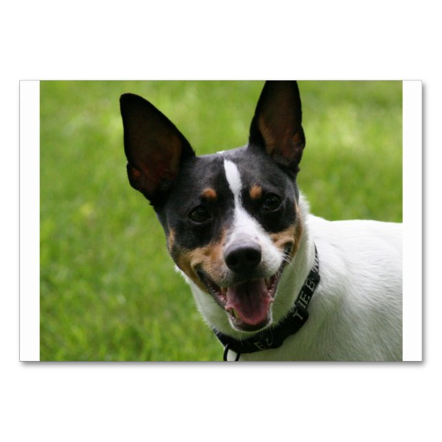Numeração De Mesa rat terrier.png (Frente)