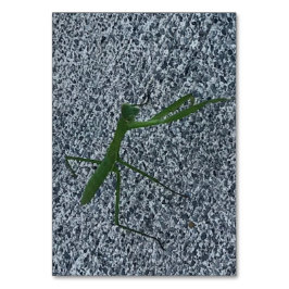 Numeração De Mesa Rezando mantis caminhando na calçada, flashcards
