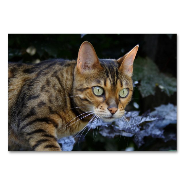 Numeração De Mesa Sneaking Bengal Cat (Frente)