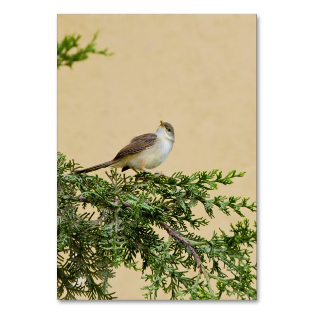Numeração De Mesa Sparrow (Frente)