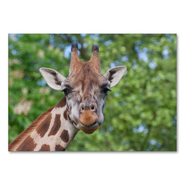 Numeração De Mesa Sweet Curios Giraffe (Frente)