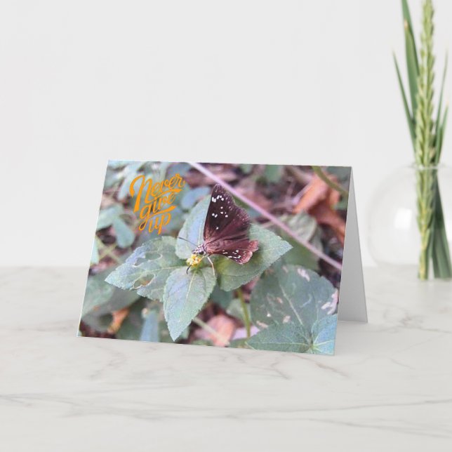 Nunca desistir do cartão de saudação da borboleta  (Frente)