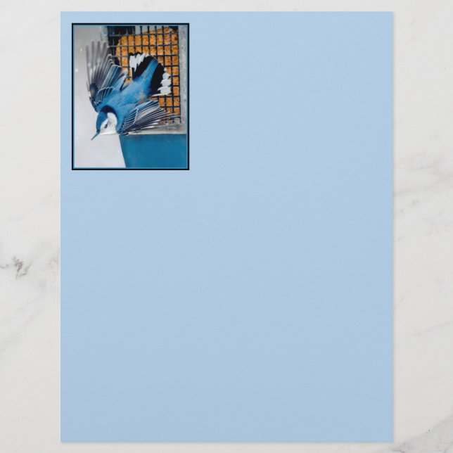 Nuthatch Branca em Neve - Foto original (Frente)