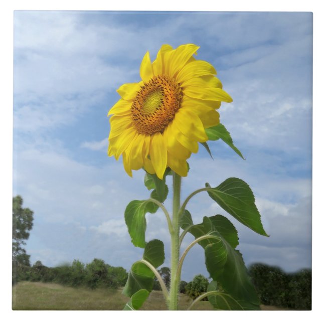 Nuvens de Girassol Amarelo Azulejo Spiegeland (Frente)
