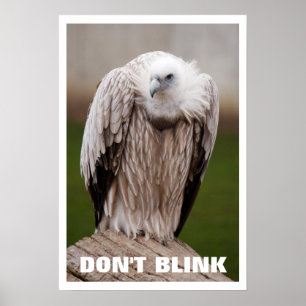 O abutre de Griffon, não pisca o poster
