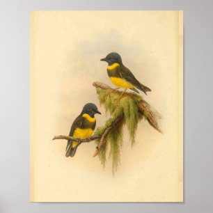 O amarelo uniu o impressão do vintage do pássaro
