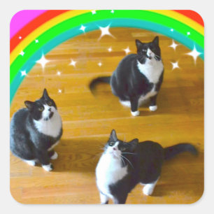 O amor ganha etiquetas de TuxedoTrio