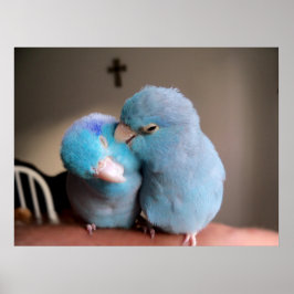 O Amor que Partilhamos Poster de Parrotlets Azuis 