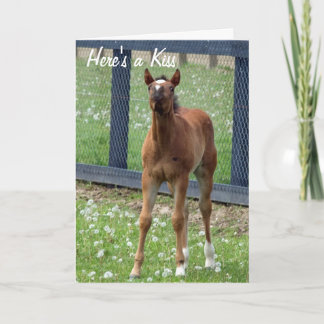 O aniversário do cavalo beija o cartão