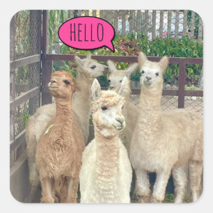 O bando de lhamas diz Olá em adesivos