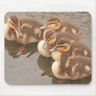 O bebê Ducks animais selvagens Mousepad dos
