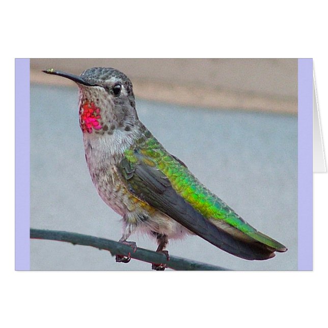 O beija-flor de Anna - Cartão (Frente Horizontal)