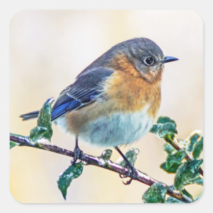 O Bluebird oriental no gelo cobriu a etiqueta do