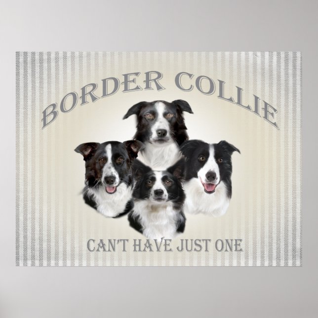 O Border Collie não pode ter apenas um Poster (Frente)