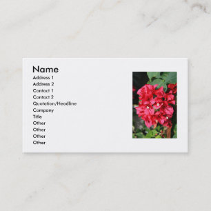 O Bougainvillea floresce o cartão de visita