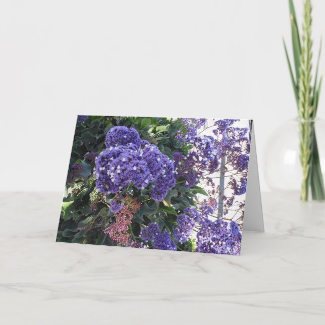 O branco azul da flor Stars o cartão de (Frente)
