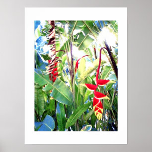 O branco do poster (18" x 24") o vermelho floresce