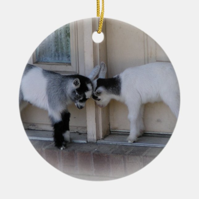 O BUMBUM DIRIGE ENFEITES DE NATAL DAS CABRAS DO (Frente)