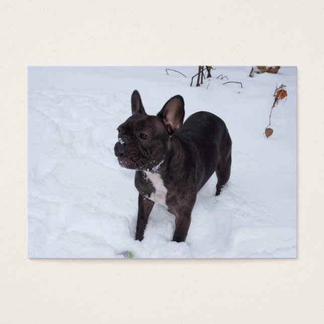 O Cachorro Negro Doce Gosta De Neve (Frente)