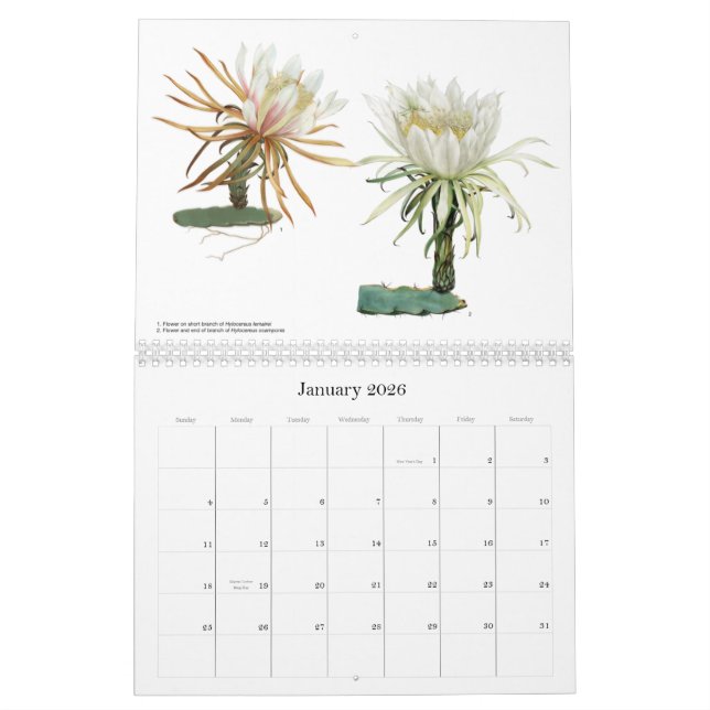 O cacto floresce o calendário (Jan 2026)