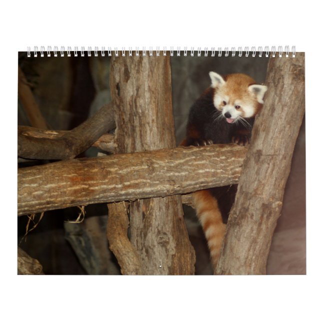 O calendário da foto dos animais selvagens (Capa)