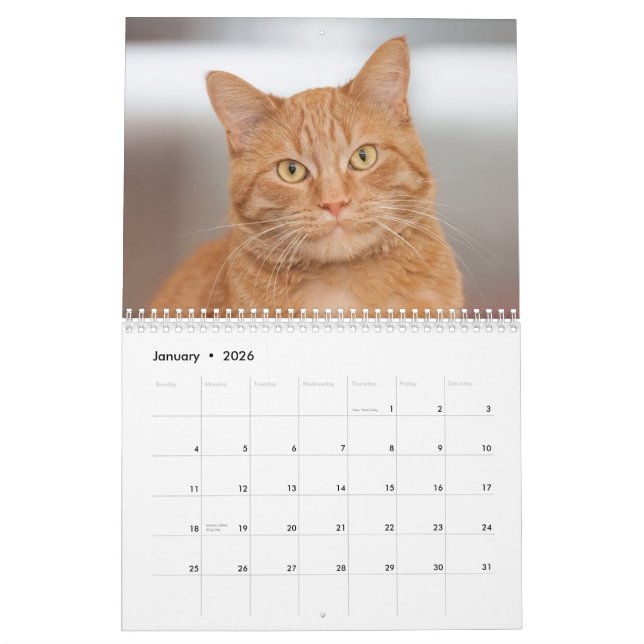 O Calendário dos Gatos do Abrigo do Berço de Gatos (Jan 2026)