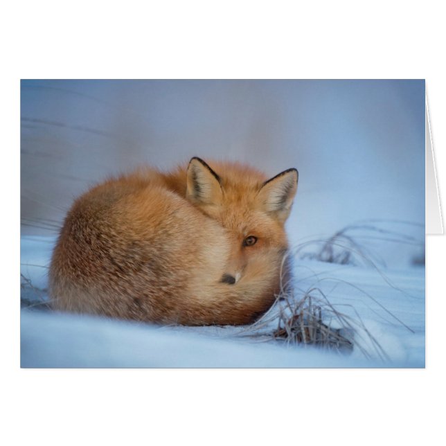 O cartão do Fox (Frente Horizontal)