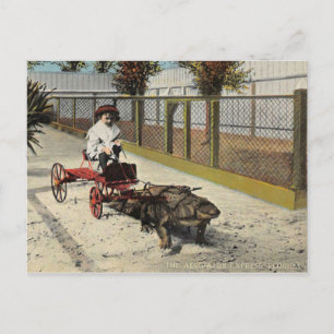 O cartão postal do carrinho de aligator