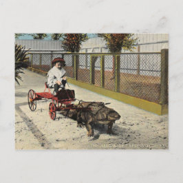O cartão postal do carrinho de corrida do jacaré