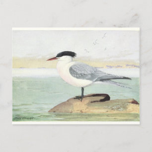 O Cartão postal Vintage California Sea Bird