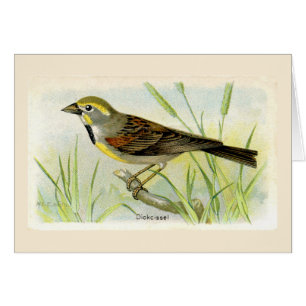 O Cartões de agradecimentos Dicki Bird