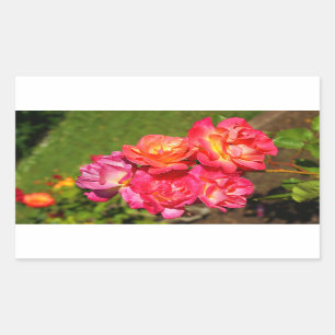 O casaco de Joseph aumentou as etiquetas #1-2