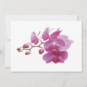 O casamento barato das orquídeas empacota jogos